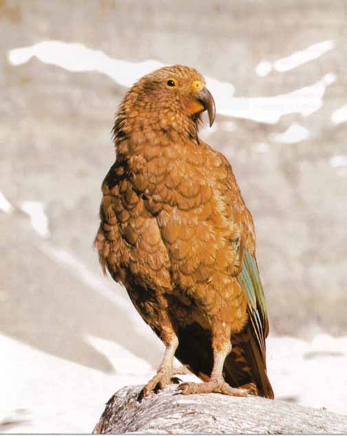 Awhat Bird14-Kea Parrot-On Rock.jpg