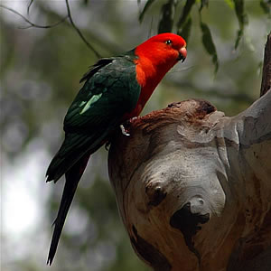 Austkingparrot-Australian King Parrot (Alisterus scapularis).jpg