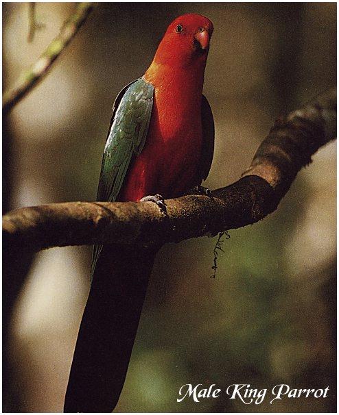 bird-009 King Parrot-Male.jpg