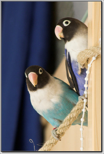Bluebirdslove2-Masked Lovebird (Agapornis personata).jpg