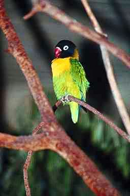 Black Mask Lovebird1-perching on tree.jpg