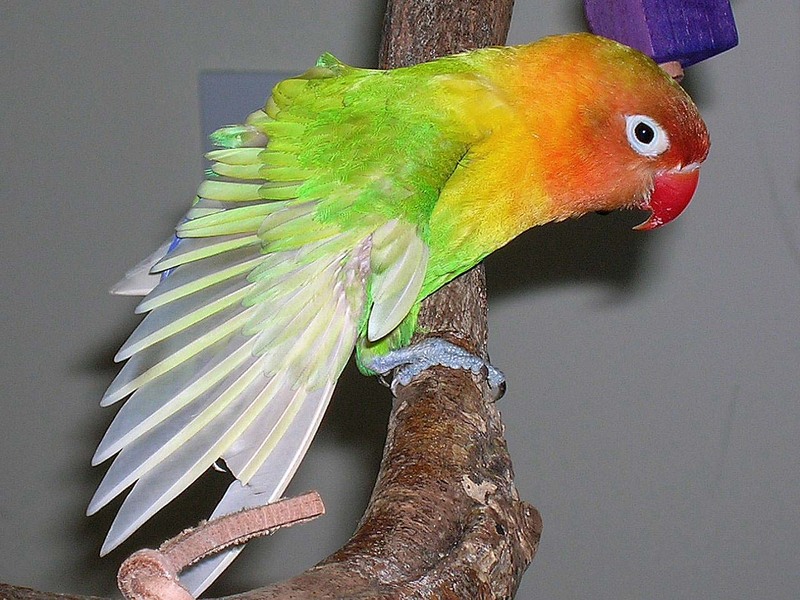 Showing wing-Fischer\'s Lovebird (Agapornis fischeri).jpg