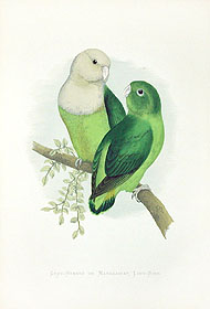 Madagacar-Grey-headed Lovebird (Agapornis cana).jpg
