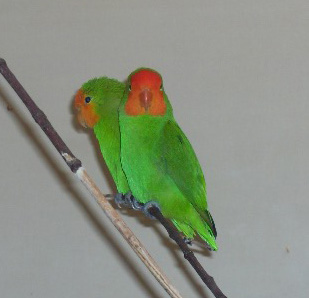 Red-headed Lovebird (Agapornis pullarius).jpg
