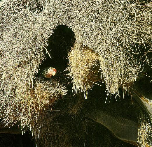 Pardosa birds Pory-faced lovebird 049-in nest.jpg