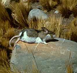 Altiplano chinchilla mouse-Chinchillula sahamae 1-Achulla-on rock.jpg