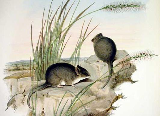 Sminthopsis macroura - Gould-Striped-faced Dunnart (Sminthopsis macroura).jpg