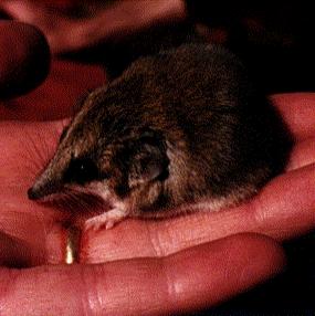 Lesser Hairy-footed Dunnart (Sminthopsis youngsoni).jpg