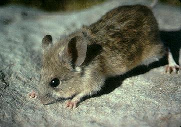 Phyllotis xanthopygus-South American Rodent-Leaf-eared Mouse-on rock.jpg