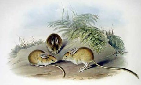 Notomys cervinus - Gould-Fawn Hopping Mouse (Notomys cervinus).jpg