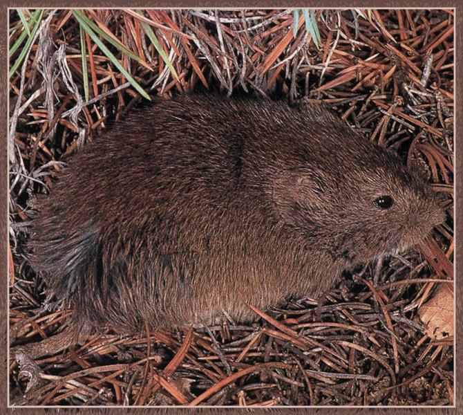 Mexican Vole 01-Wild Mouse.jpg