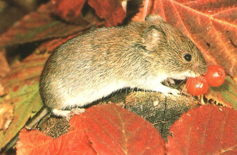 Wild Mouse Red-backed Vole 00.jpg