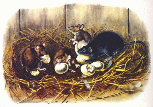 Audubon American black rat 1842-watercolor painting.jpg