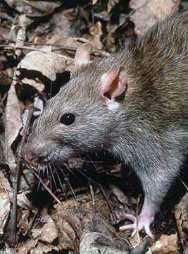 Rattus norvegicus 1-Brown Rat (Rattus norvegicus).jpg