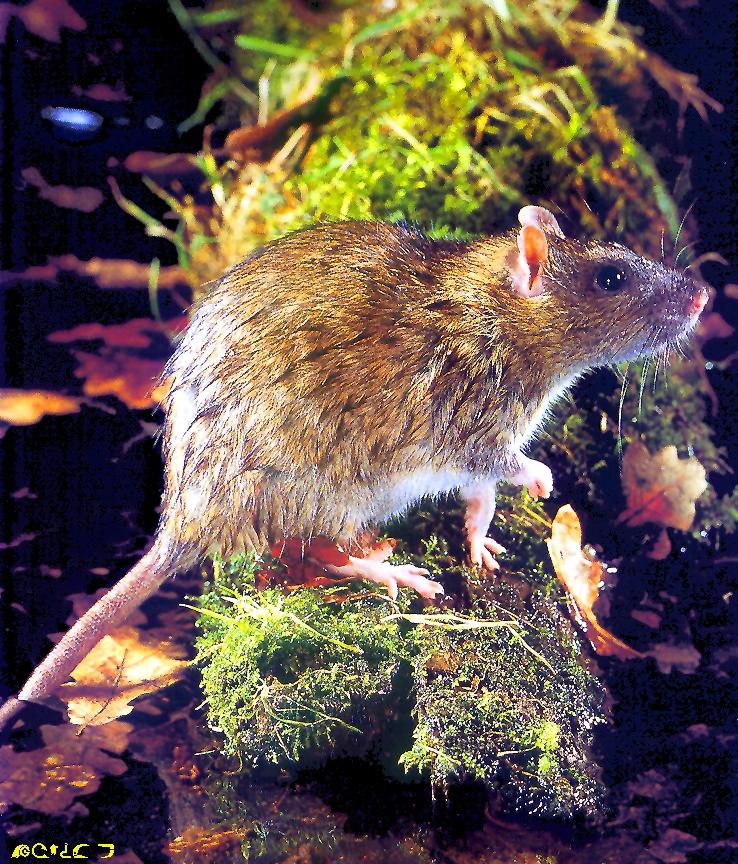 Brown Rat-or-Norway Rat-Rattus norvegicus.jpg