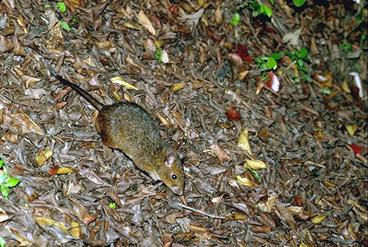 Red forest rat-Nesomys rufus 1.jpg