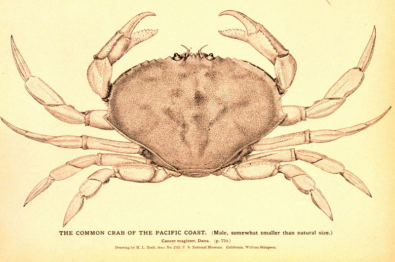 Dungeness Crab (Cancer magister).jpg