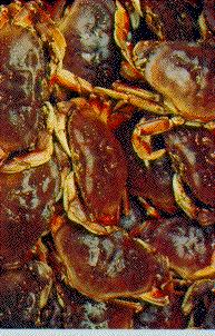 dungeness Crabs.jpg