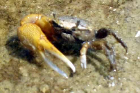 Sand Siddler Crab (Uca pugilator).jpg