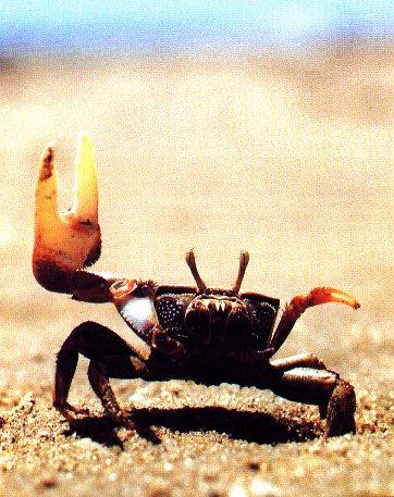 Fiddler Crab-Side Walking.jpg