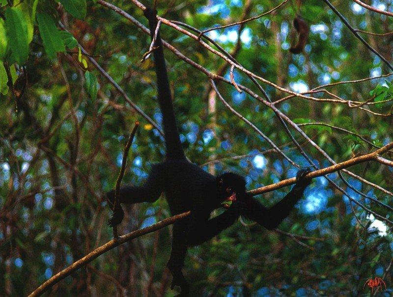 black spider monkey  ateles paniscus .jpg
