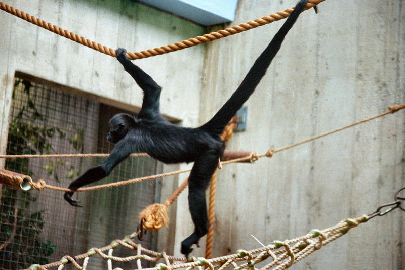 Ateles-fusciceps 54724770b-Black-headed Spider Monkey (Ateles fusciceps).jpg
