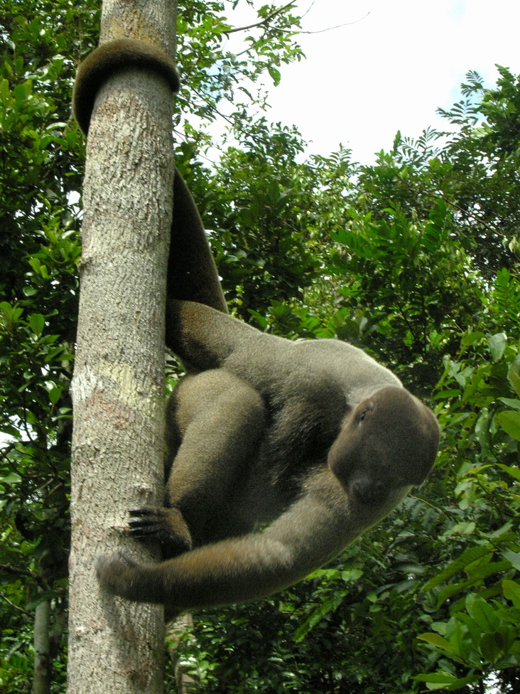 Brown Woolly Monkey (Lagothrix lagotricha).jpg
