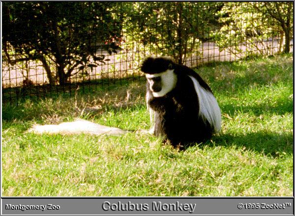 colubus monkey Montgomery Zoo.jpg