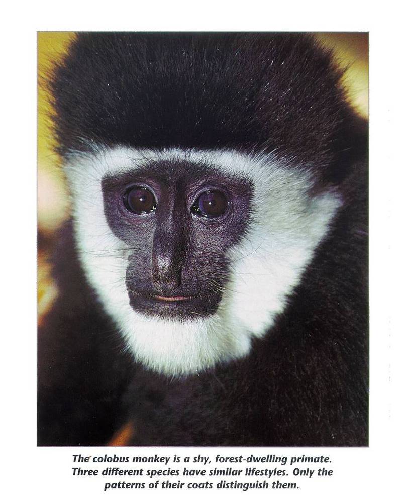 mammal18-Colobus Monkey-face closeup.jpg