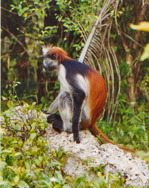 Red Colobus monkey-Zanzibar Red Colobus (Piliocolobus kirkii).jpg