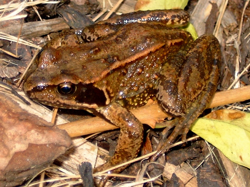 European Common Frog (Rana temporaria).jpg