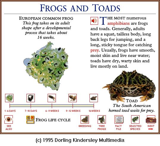 DKMMNature-Amphibian-European Common Frog-1-Embryo.gif