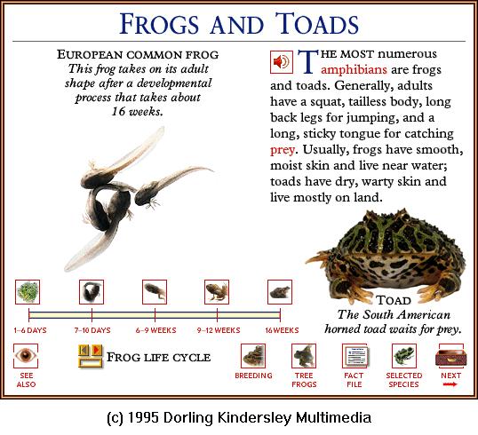 DKMMNature-Amphibian-European Common Frog-2-Tadpoles.gif
