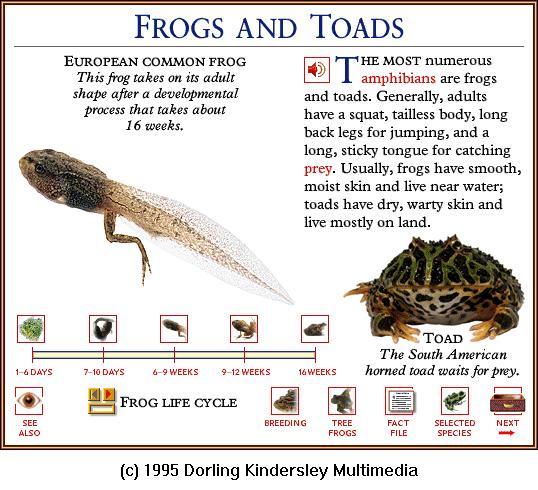 DKMMNature-Amphibian-European Common Frog-3-Tadpole.gif