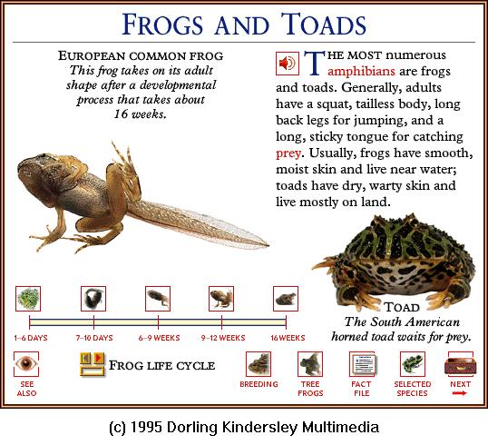 DKMMNature-Amphibian-European Common Frog-4-Tadpole.gif
