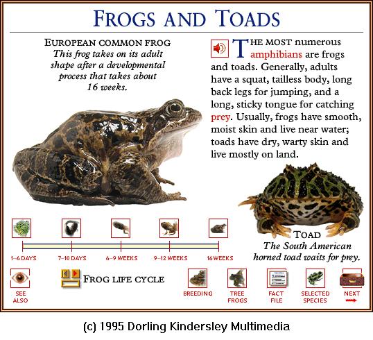 DKMMNature-Amphibian-European Common Frog-N-South American Horned Toad.gif