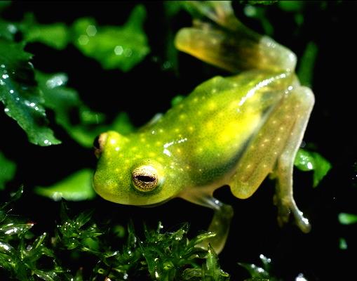 046 herp-Glass Frog-from Panama.jpg