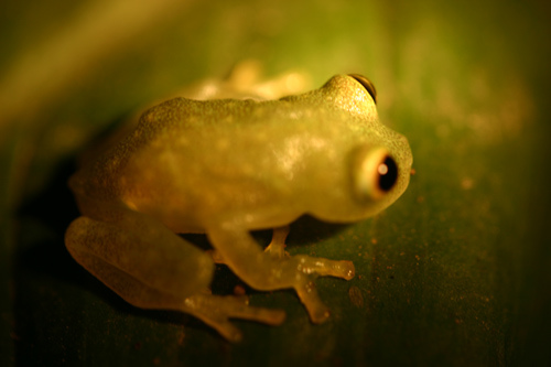 Fleischmann\'s Glass Frog (Hyalinobatrachium fleischmanni).jpg