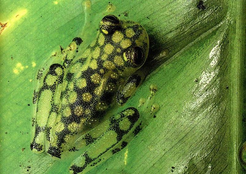 frog1-Glass Frog-sitting on leaf.jpg