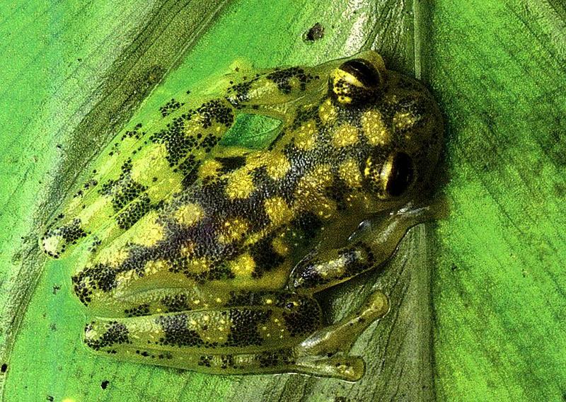 frog2-Glass Frog-sitting on leaf.jpg