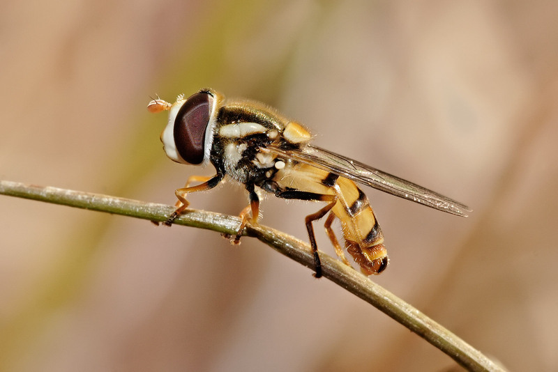 Hoverfly07-Syrphid.jpg
