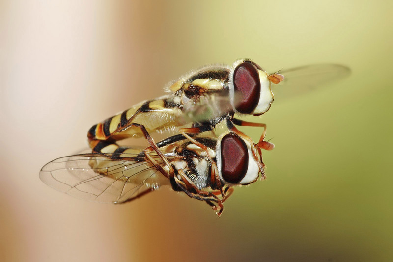 Hoverflies mating midair-Common Hoverfly (Melangyna viridiceps).jpg