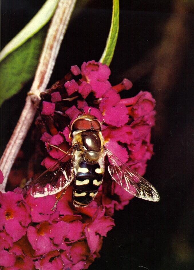 acbi9922-Hover Fly-Sipping Nectar.jpg