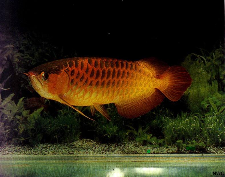 Red Arrowana fish.jpg