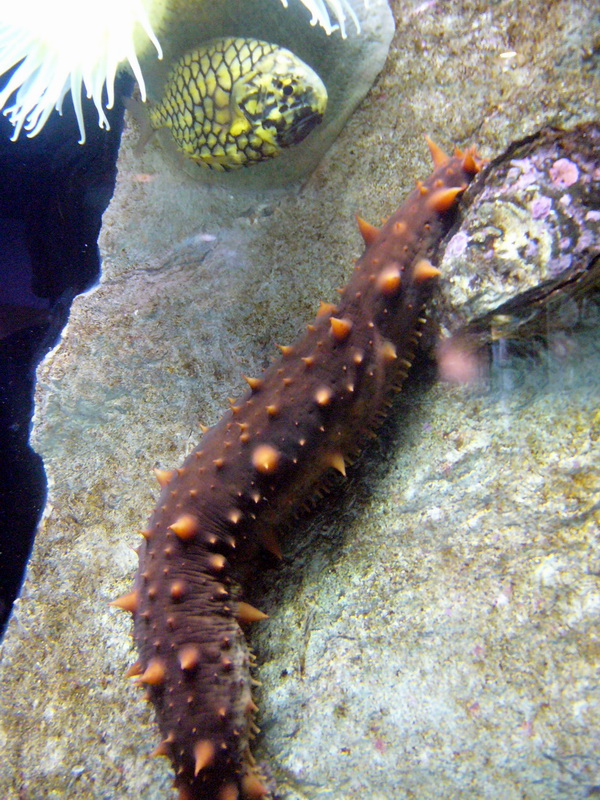 Holoturia.001 - Aquarium Finisterrae-Sea cucumber.jpg