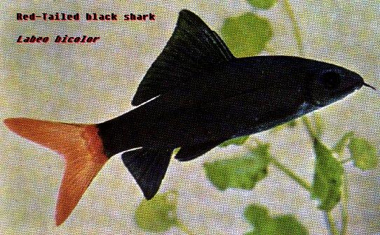 Red-tailed Black Shark.jpg