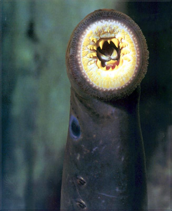 pr-jb249 lamprey-Petromyzon marinus.jpg