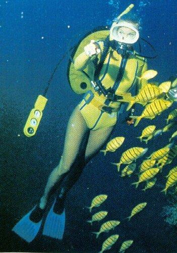 alb20039-Yellow Tropical Fishes-with scuba diver.jpg