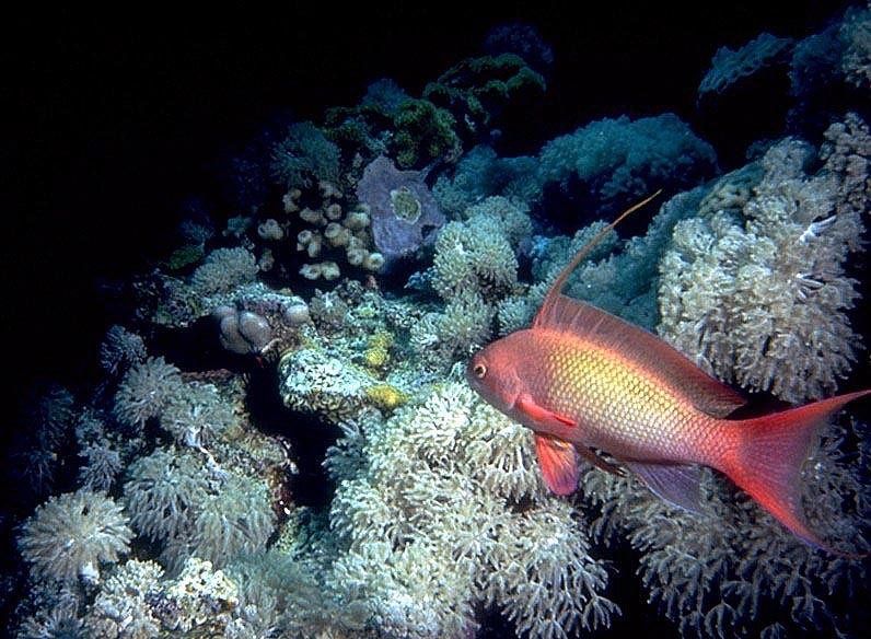 sub00018-Red Tropical Fish.jpg