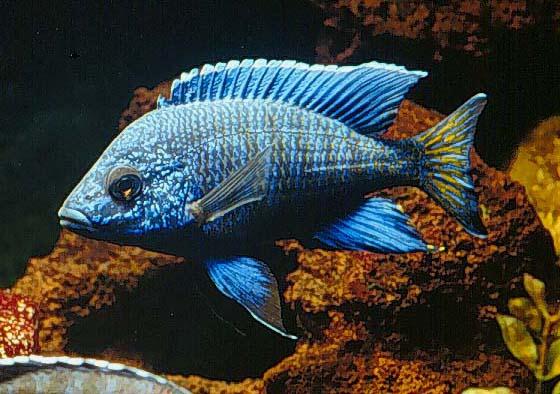 blue fish 4.jpg